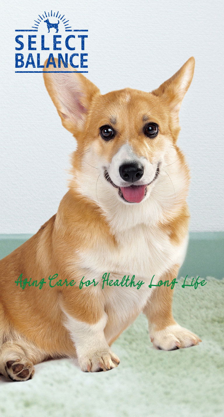 ベッツチョイス セレクトバランス エイジングケア ラム 小粒 7才以上の成犬用7kg