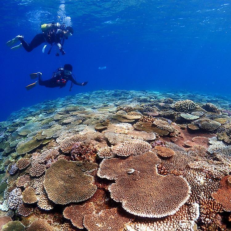 ふるさと納税 美ら海ベストポイント・ファンダイビング（2ダイブ）＜2名様分＞ 沖縄県読谷村