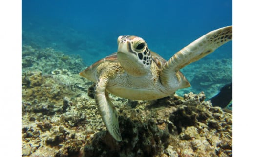 ふるさと納税 美ら海ベストポイント・ファンダイビング（2ダイブ）＜2名様分＞ 沖縄県読谷村