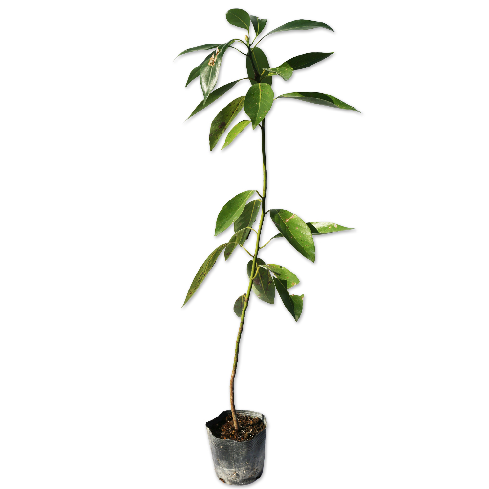 タブノキ 0.3m 10.5cmポット 20本 苗